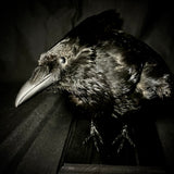 Item 25. Taxidermy crow
