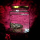 Wet Specimen “Juvenile Rabbit Kit”