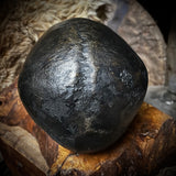 Human skull