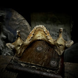 A mandible