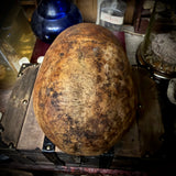 Human skull