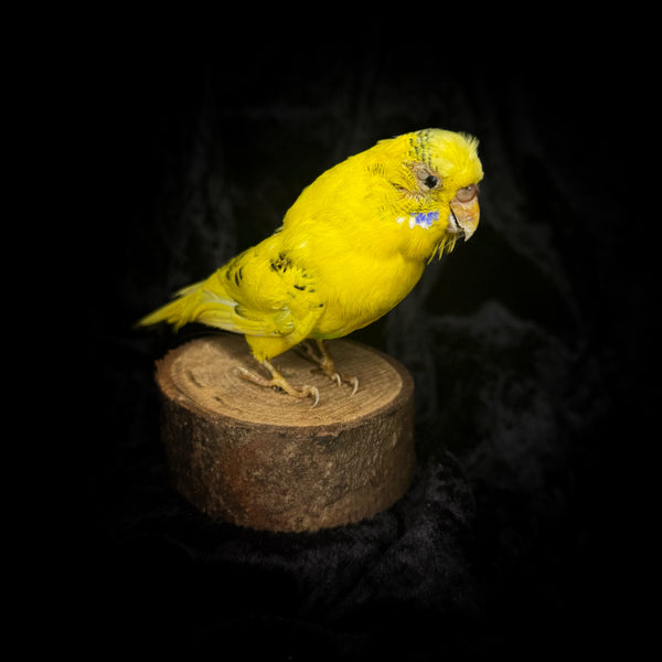 Taxidermy “Yellow Budgie”