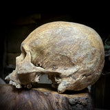 Human skull *COMPETITION*