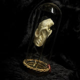 “Bat Skull” in a glass dome
