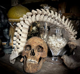 Articulated human spine