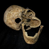 Item 5. Human skull with mandible