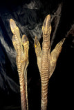 Item 7. Ostrich legs