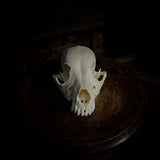 Dog Skull (with prominent overbite)