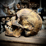 Human skull with mandible