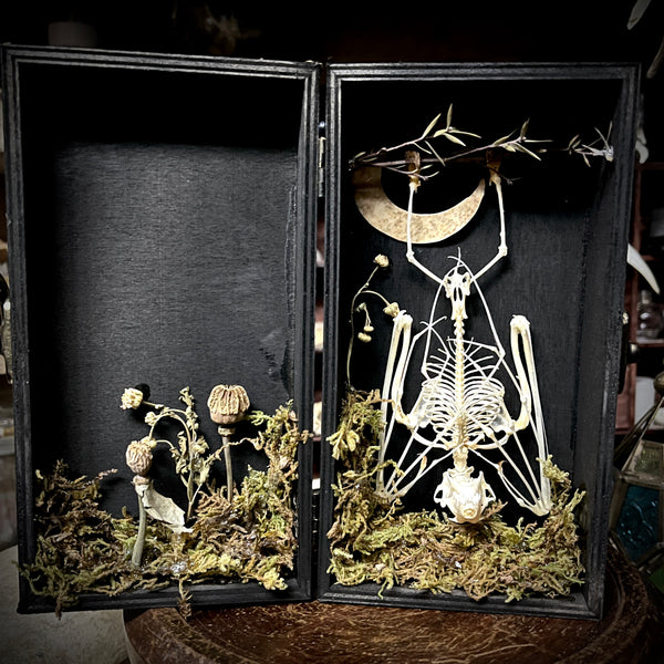 Fruit Bat Skeleton - Curio Box