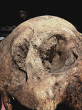 The Pirate - Real human skull