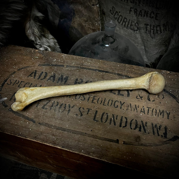 Human humerus bone