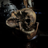 Human skull