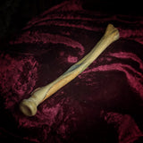 Adam Rouilly Human radius bone