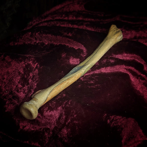 Adam Rouilly Human radius bone