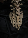 Articulated human spine