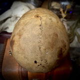 Human skull *COMPETITION*