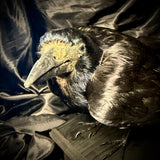 Item 5. Taxidermy rook