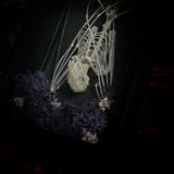 Fruit Bat Skeleton - Curio Box