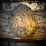 Human skull