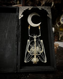 Small Fruit Bat Skeleton box