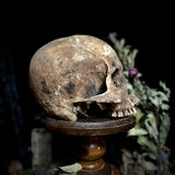 A human skull