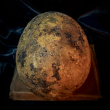 Item 7. Human skull