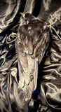 Item 5. Taxidermy rook