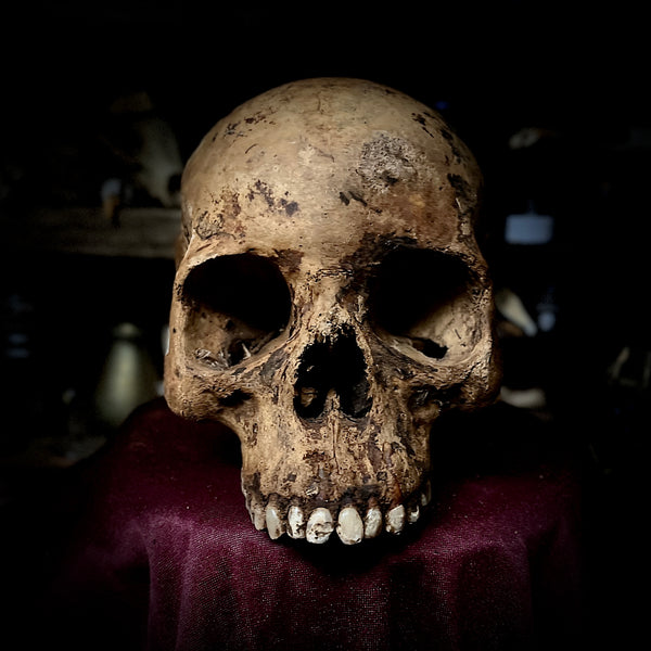 Human skull