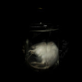 Wet Specimen “White Mouse”