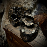 Human skull with mandible