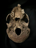 A human skull