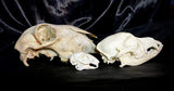 Item 19. Animal skull lot