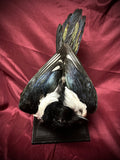 Taxidermy magpie