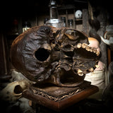 Human skull *COMPETITION*