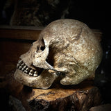 Large human skull with mandible