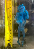 Diaphonized human fetal specimen
