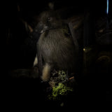 Taxidermy “Duckling in mini coffin”