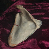 Adam Rouilly Human scapula (shoulder blade)