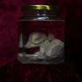 Wet Specimen “Foetal Piglet”