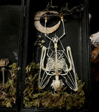 Small Fruit Bat Skeleton - Curio Box
