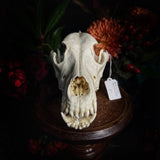 Dog Skull - A Male “Alaskan Malamute”