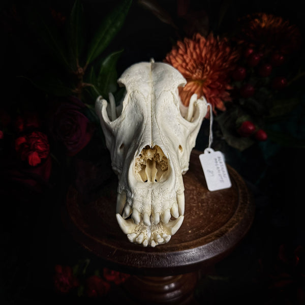 Dog Skull - A Male “Alaskan Malamute”