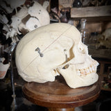 Medically prepared human skull