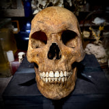 Human skull