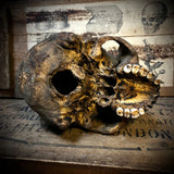 Human skull