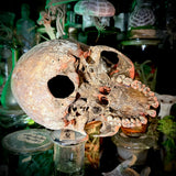Human skull *COMPETITION*