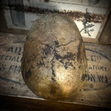 Human skull with mandible