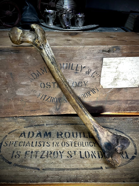Human femur bone