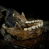 A mandible